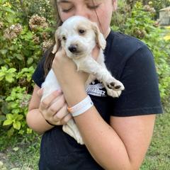 Basset Hound, Boykin Spaniel, English Cocker Spaniel, and Labrador Retriever Puppies from PARK’s Family Farm