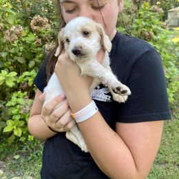 Basset Hound, Boykin Spaniel, English Cocker Spaniel, and Labrador Retriever Puppies from PARK’s Family Farm