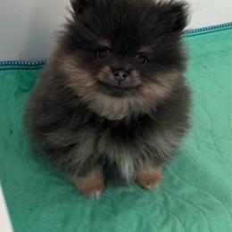 June Ellis - Blue and tan female Pomeranian puppy in Newport Beach, California from Exotic City Pomeranians and chihuahuas