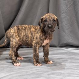 Effie - Brindle female Great Dane puppy in Montgomery, Texas from KD Sweet Southern Danes