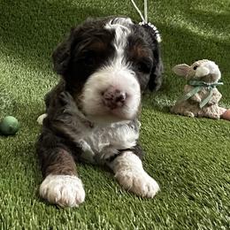 Bernedoodle Puppies from Elite Bernedoodle Besties LLC