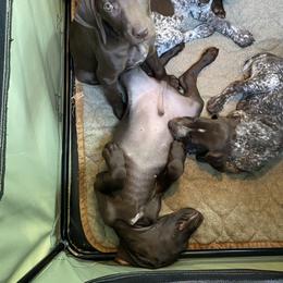 German Shorthaired Pointer Puppies from Hardwood Kennels