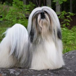 Niko - Lhasa Apso