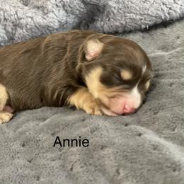 Annie - Liver female Miniature Schnauzer puppy in Brundidge, Alabama from Deez Pups Magnificent Schnauzers
