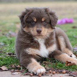 Miniature American Shepherd, Miniature Australian Shepherd, and Toy Australian Shepherd Puppies from Shooting Stars Ranch Toy and Mini Aussies