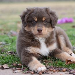 Miniature American Shepherd, Miniature Australian Shepherd, and Toy Australian Shepherd Puppies from Shooting Stars Ranch Toy and Mini Aussies