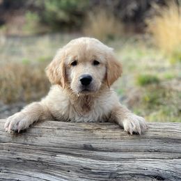 Golden Retriever Puppies from Lol-Goldens