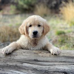 Golden Retriever Puppies from Lol-Goldens