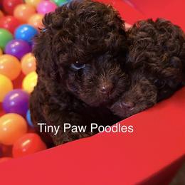 Poodle Puppies from Tiny Toy Poodles
