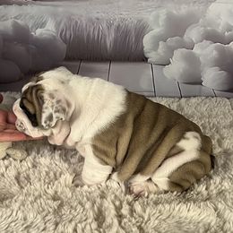 Bulldog Puppies from Sweet Rolls