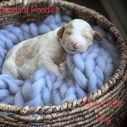 Poodle Puppies from Katie’s Standard Poodles