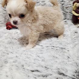 Cream girl long coat - Cream female Chihuahua puppy in Richmond, Virginia from Breens