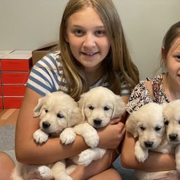 Golden Retriever Puppies from Cream of the Crop Goldens Michigan