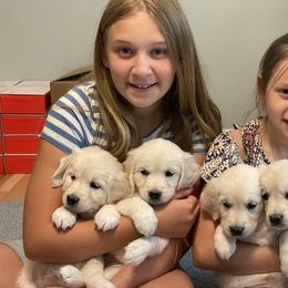 Golden Retriever Puppies from Cream of the Crop Goldens Michigan