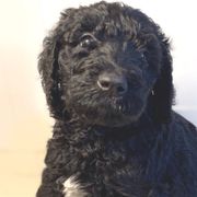 Knightley - Black Irish Doodle puppy in Tennessee from Family Wolfadoodles