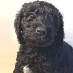 Knightley - Black Irish Doodle puppy in Tennessee from Family Wolfadoodles