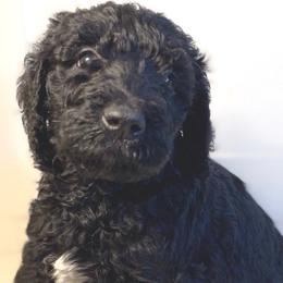 Knightley - Black Irish Doodle puppy in Tennessee from Family Wolfadoodles