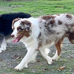 Trigger  - Miniature American Shepherd