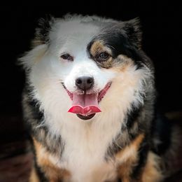 Miniature Australian Shepherds and Toy Australian Shepherds from Lowery’s Little Aussies