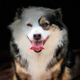 Miniature Australian Shepherds and Toy Australian Shepherds from Lowery’s Little Aussies