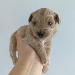 Boy 3 - Apricot male Maltipoo puppy in Fife, Washington from Joyful Pups