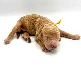 Sprite - Cream male Goldendoodle puppy in Mount Pleasant, Tennessee from Doodle My Heart
