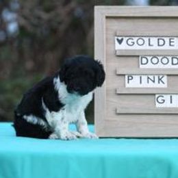 Goldendoodle and Sheepadoodle Puppies from Major League Doodles