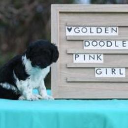 Goldendoodle and Sheepadoodle Puppies from Major League Doodles