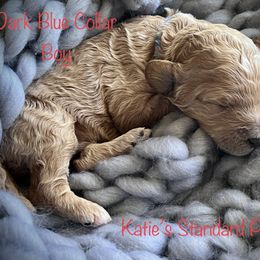 Poodle Puppies from Katie’s Standard Poodles