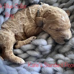 Poodle Puppies from Katie’s Standard Poodles