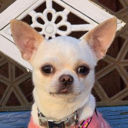 Mercedes - Cream and white female Chihuahua puppy in Alaska from Snowy Mountains Chihuahua
