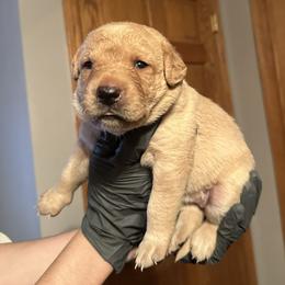 Stella (Blue Collar) - Yellow female Labrador Retriever puppy in Sparta, Wisconsin from Valley Creek Dog Boarding and Training