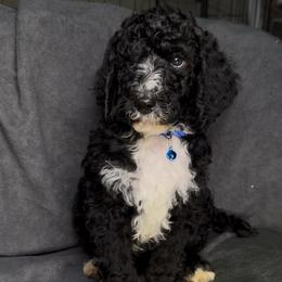 Tidings - Black male Poodle puppy in Corona, California from Garden Of Poodles