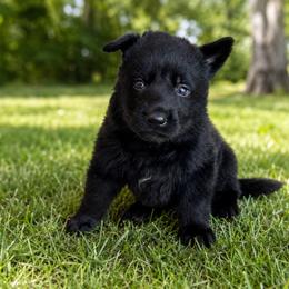 Orange Collar - Black male German Shepherd puppy in Casscoe, Arkansas from Crown H Shepherds