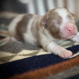 Burrito - Red merle male Miniature Australian Shepherd puppy in Bethany, Illinois from Rachel at Marrowbone Creek Aussies