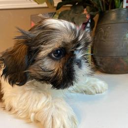 Boy 2 Teddy - Tricolor male Shih Tzu puppy in Troy, Michigan from "Shihtzu Best Friend"