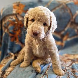 Thriller - Apricot male Labradoodle puppy in Lansing, North Carolina from Murphy Manor Mountain Doodles