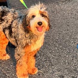 Saki - Bernedoodle