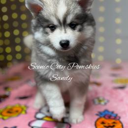 Sandy - Silver and white female Pomsky puppy in Rossville, Georgia from Scenic City Pomskies