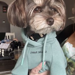 Bonbon - Yorkshire Terrier