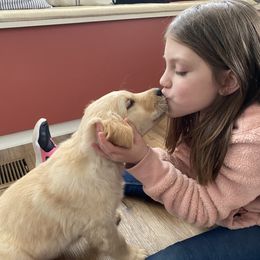 Golden Retriever Puppies from Ginn’s Golden Retrievers