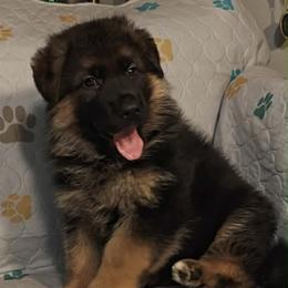 Purple male - Black and red male German Shepherd puppy in Rockfield, Kentucky from Cheveyo German Shepherds