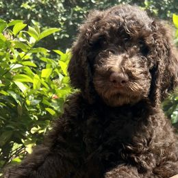 Orchid - Double Doodle puppy in Bonita Springs, Florida from Doodle Den SWFL