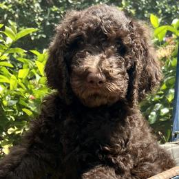 Orchid - Double Doodle puppy in Bonita Springs, Florida from Doodle Den SWFL