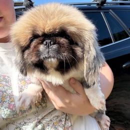 Blossom - Fawn female Pekingese puppy in Clinton, Tennessee from Gracelands Pekingese