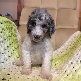 Maie - Parti female Poodle puppy in Chesapeake, Virginia from Doodle-Cove
