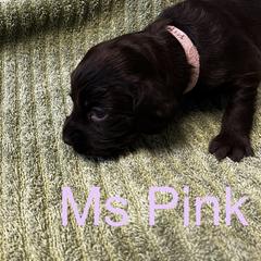 Boykin Spaniel Puppies from Taensas Boykins