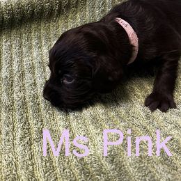 Boykin Spaniel Puppies from Taensas Boykins
