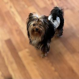 Dale - Black and gold male Yorkshire Terrier puppy in Kendallville, Indiana from Yorkies Kisses/Rusalka Siren Song