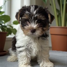 Mason - Chocolate tan and white male Biewer Terrier puppy in Oklahoma from Rocky Oak Cavaliers & Biewer Terriers LLC